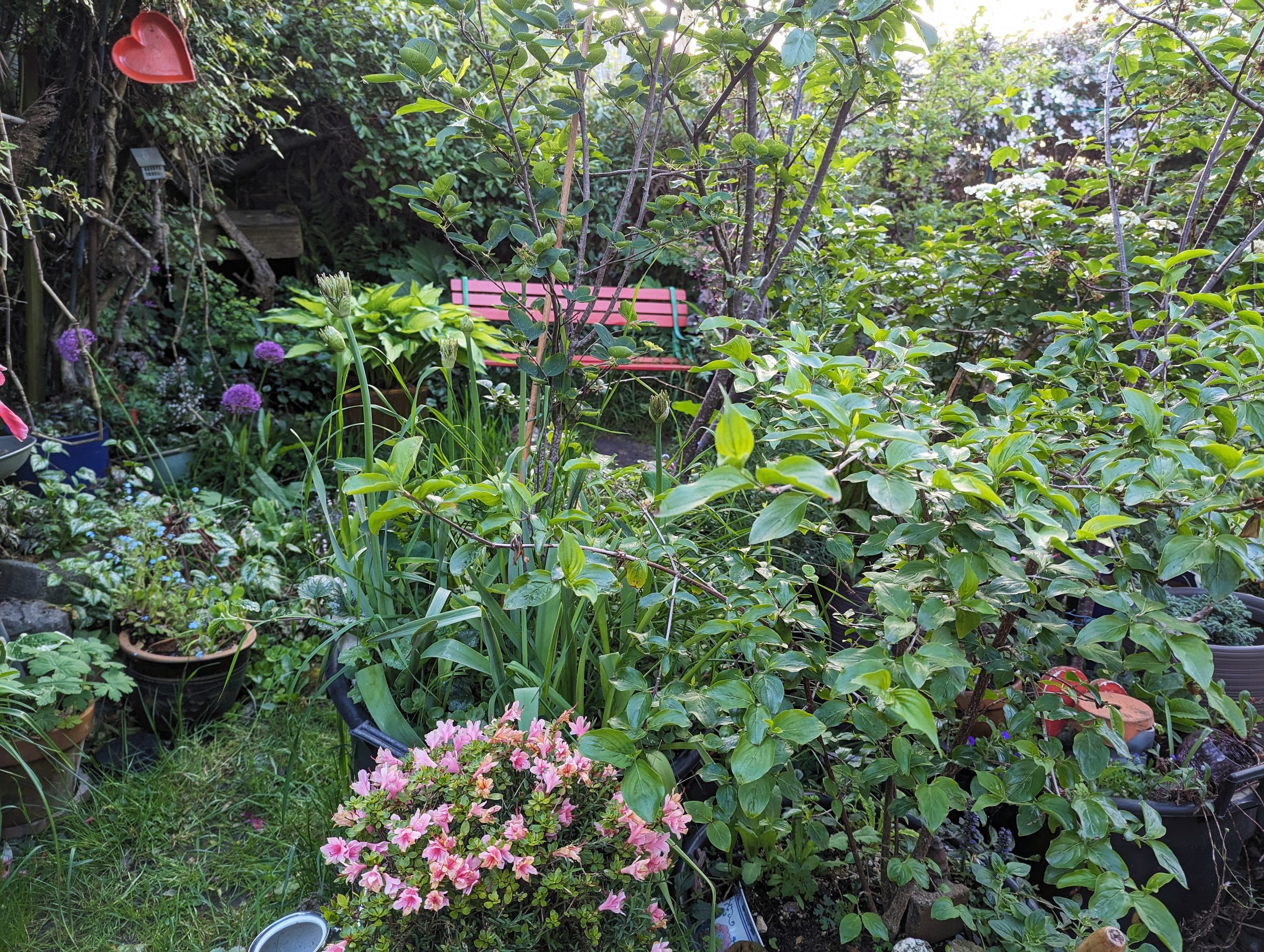 Great Clifton Garden 5