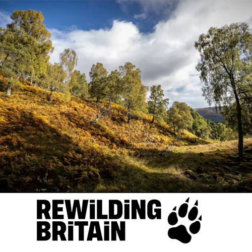 Charity Rewilding Britain