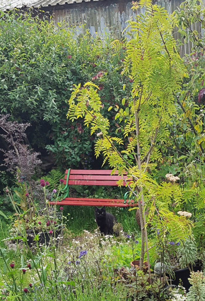 Cottage Garden Luna 2022